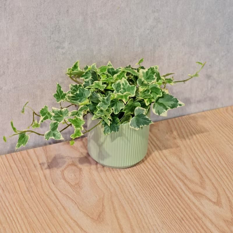 常春藤 莫蘭迪色系直紋陶盆 室內植物 觀葉植物 禮物 盆栽