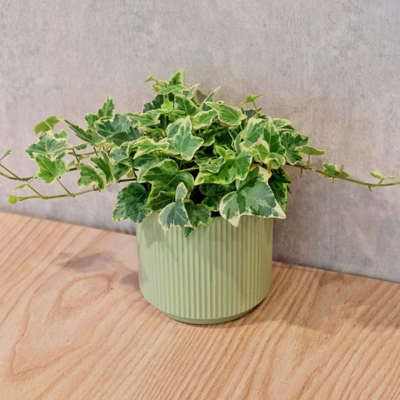 常春藤 莫蘭迪色系直紋陶盆 室內植物 觀葉植物 禮物 盆栽