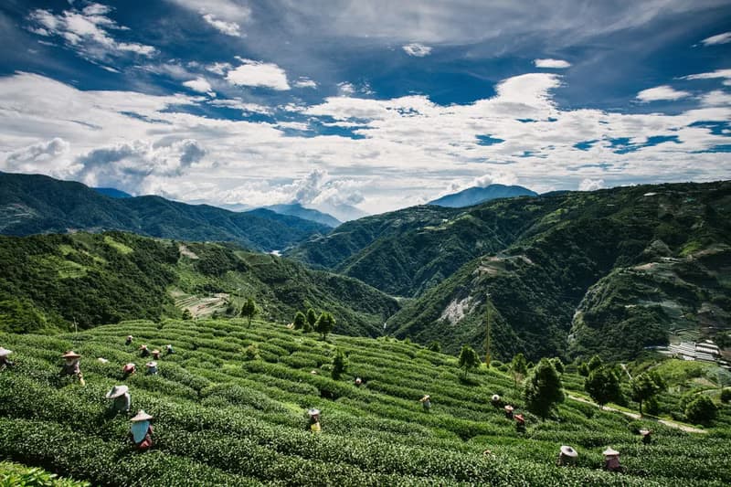 茶葉旅行組