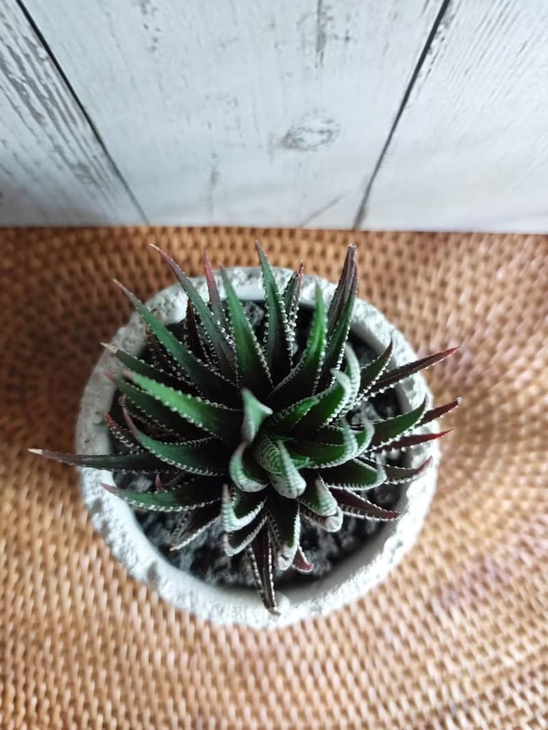 十二之卷 多肉植物盆栽 開運招財 送禮 居家植物 辦公室植栽