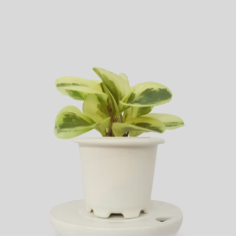 │ 窯瓷系列 │ 乳斑椒草 - 空氣淨化 招財 室內植物 水耕盆栽