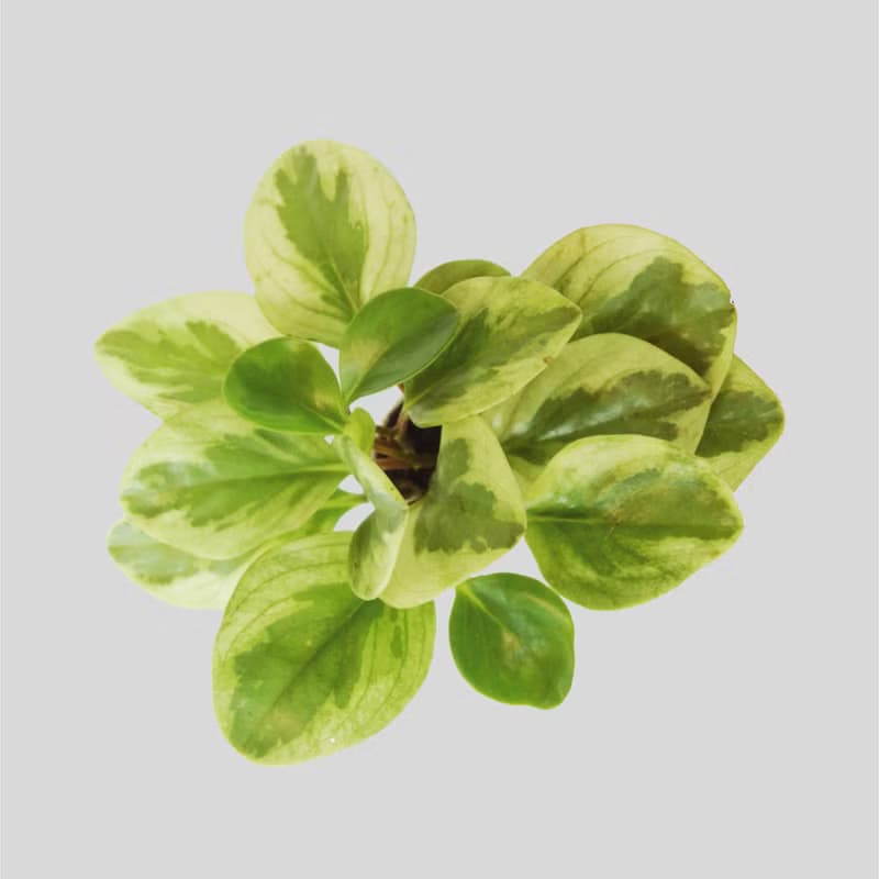 │ 窯瓷系列 │ 乳斑椒草 - 空氣淨化 招財 室內植物 水耕盆栽