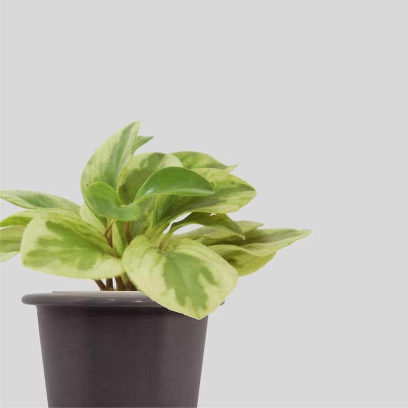 │ 窯瓷系列 │ 乳斑椒草 - 空氣淨化 招財 室內植物 水耕盆栽