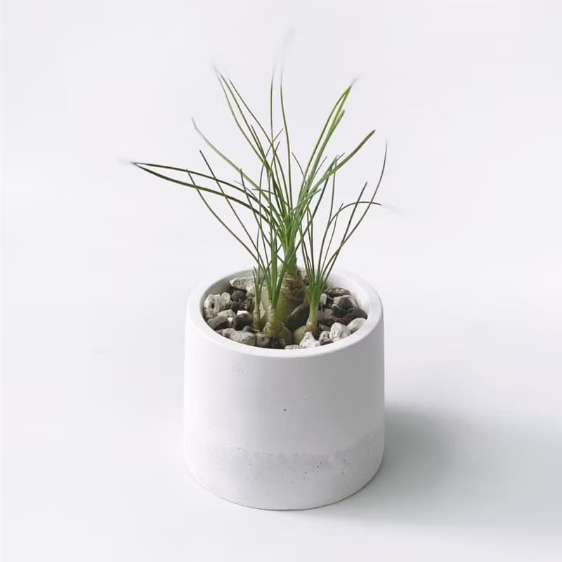 (現貨) 白灰漸層系列 | 哨兵花 開花會香喔 圓形水泥多肉植栽