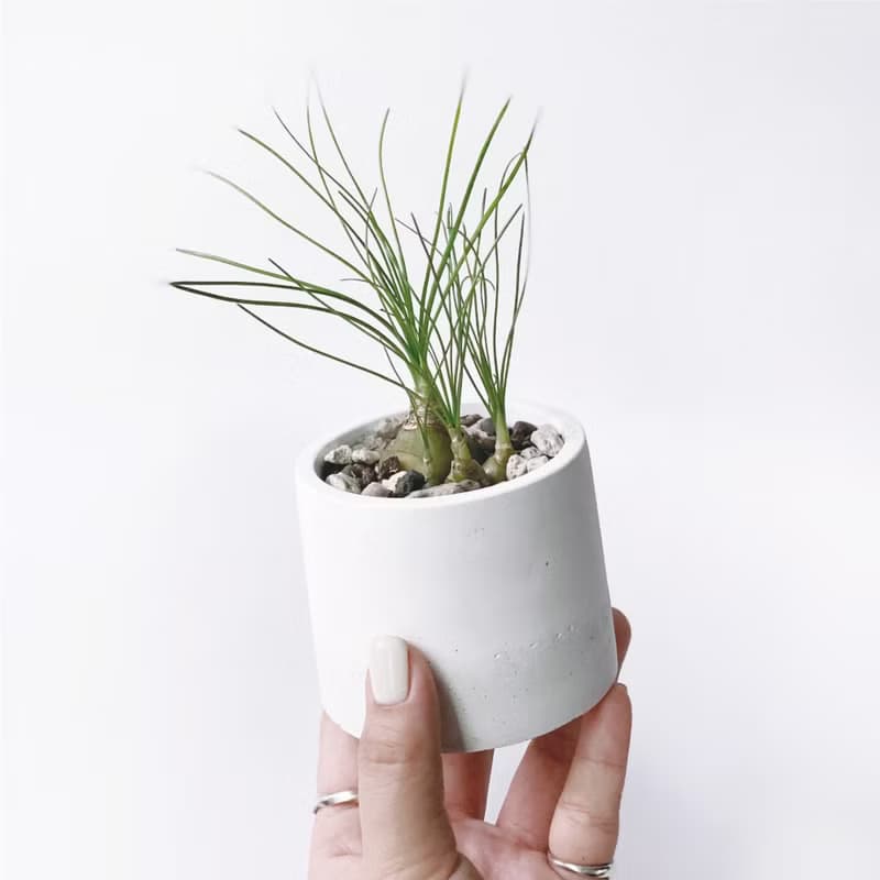 (現貨) 白灰漸層系列 | 哨兵花 開花會香喔 圓形水泥多肉植栽