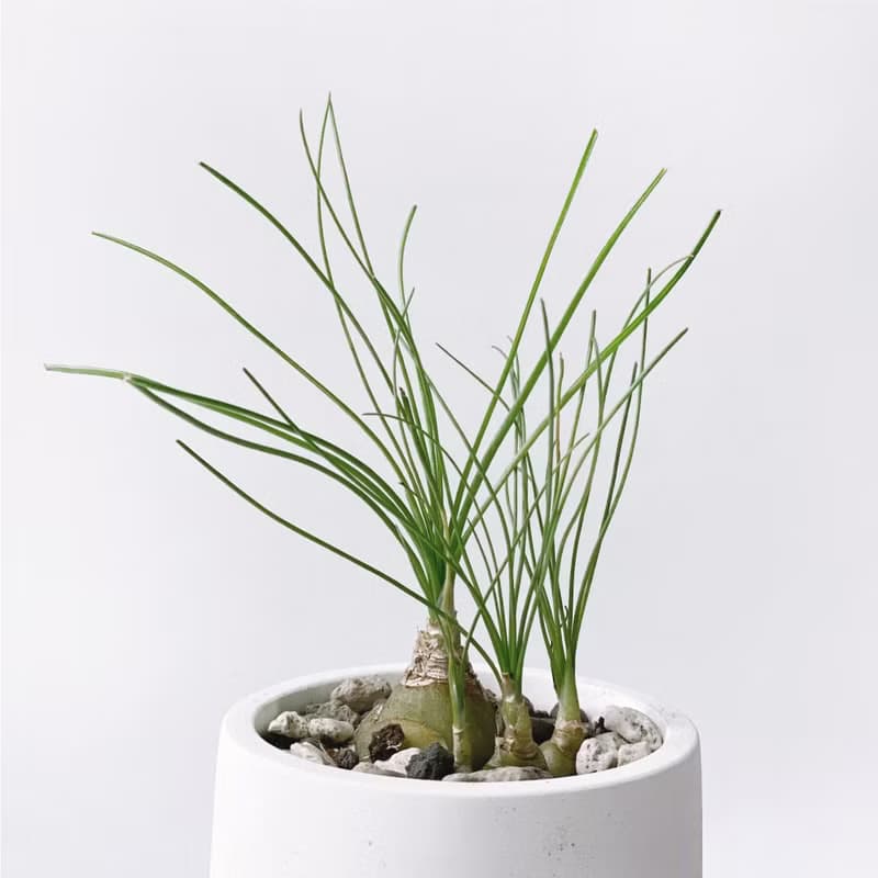 (現貨) 白灰漸層系列 | 哨兵花 開花會香喔 圓形水泥多肉植栽