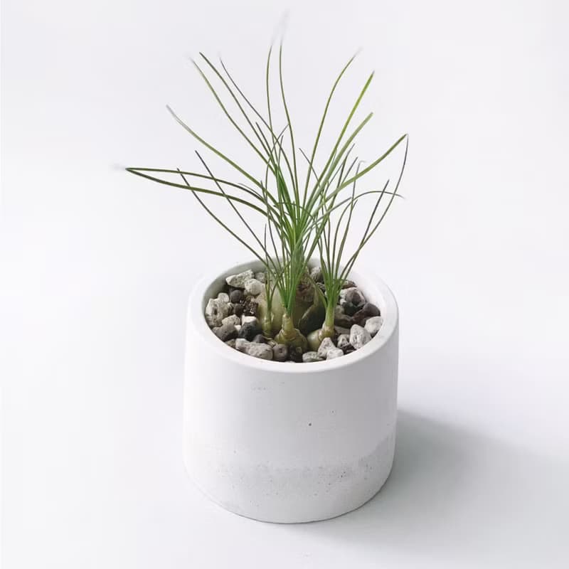 (現貨) 白灰漸層系列 | 哨兵花 開花會香喔 圓形水泥多肉植栽
