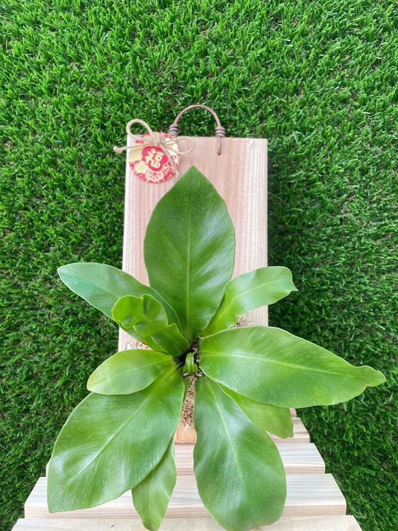 圓葉山蘇 居家擺設 牆面擺設 水苔植物 水苔植物上板 送禮首選 生