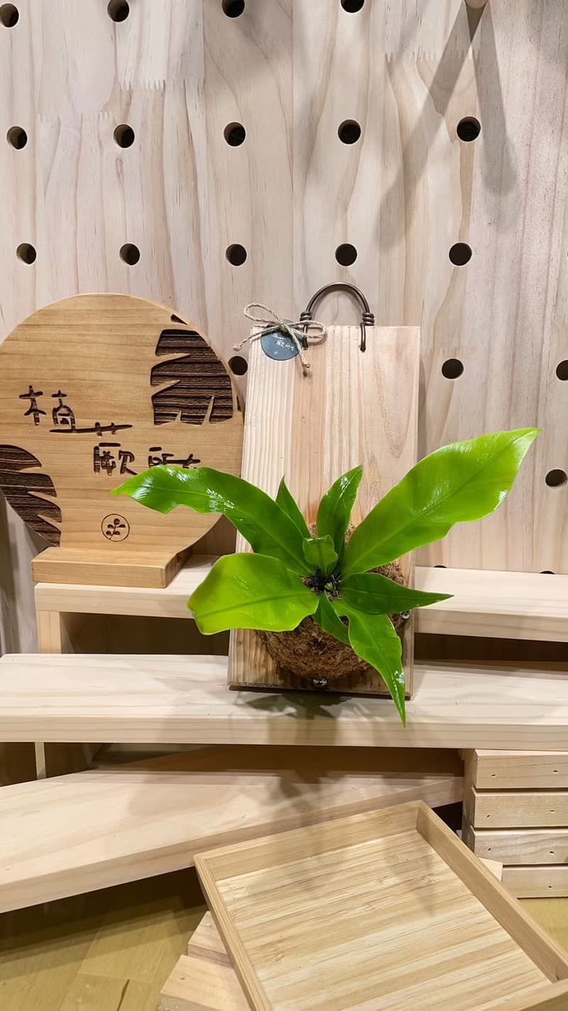 圓葉山蘇 居家擺設 牆面擺設 水苔植物 水苔植物上板 送禮首選 生