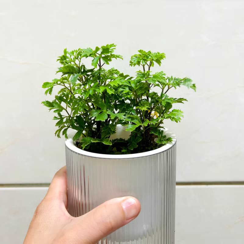 植栽 室內盆栽 福祿桐 懶人盆栽 無印風