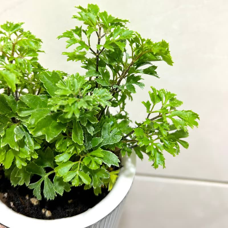 植栽 室內盆栽 福祿桐 懶人盆栽 無印風