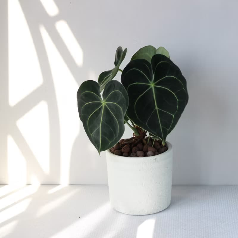 植栽 盆栽 l 圓葉花燭(大盆)  美麗迷人大葉片 室內植物 開幕盆栽