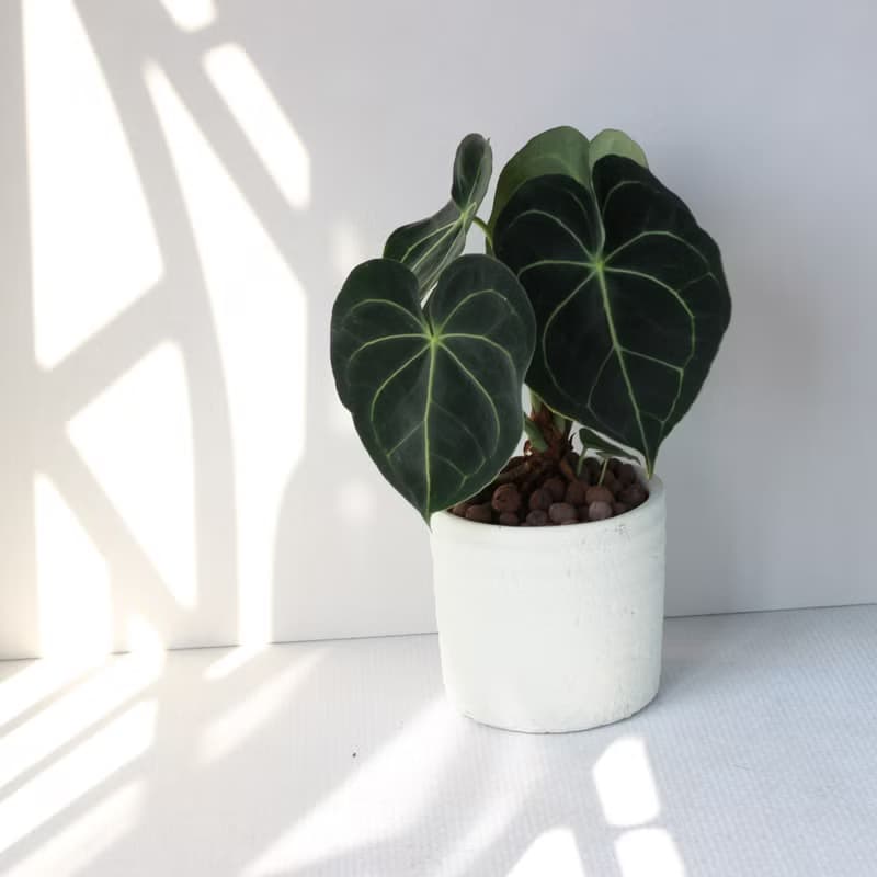 植栽 盆栽 l 圓葉花燭(大盆)  美麗迷人大葉片 室內植物 開幕盆栽