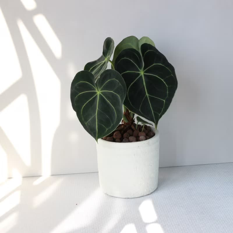 植栽 盆栽 l 圓葉花燭(大盆)  美麗迷人大葉片 室內植物 開幕盆栽