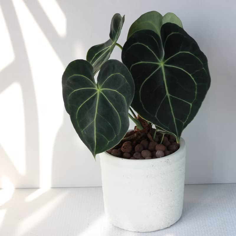 植栽 盆栽 l 圓葉花燭(大盆)  美麗迷人大葉片 室內植物 開幕盆栽