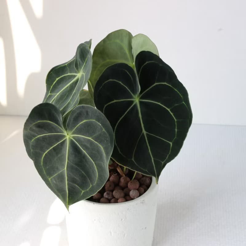 植栽 盆栽 l 圓葉花燭(大盆)  美麗迷人大葉片 室內植物 開幕盆栽