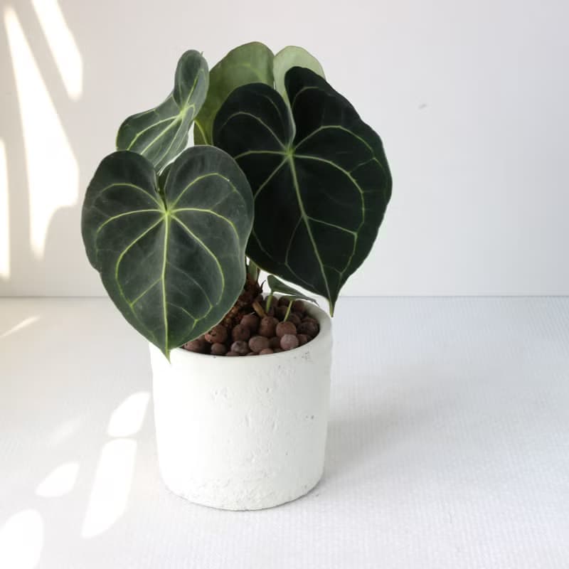 植栽 盆栽 l 圓葉花燭(大盆)  美麗迷人大葉片 室內植物 開幕盆栽