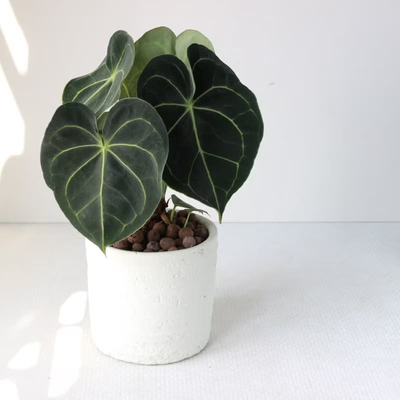 植栽 盆栽 l 圓葉花燭(大盆)  美麗迷人大葉片 室內植物 開幕盆栽