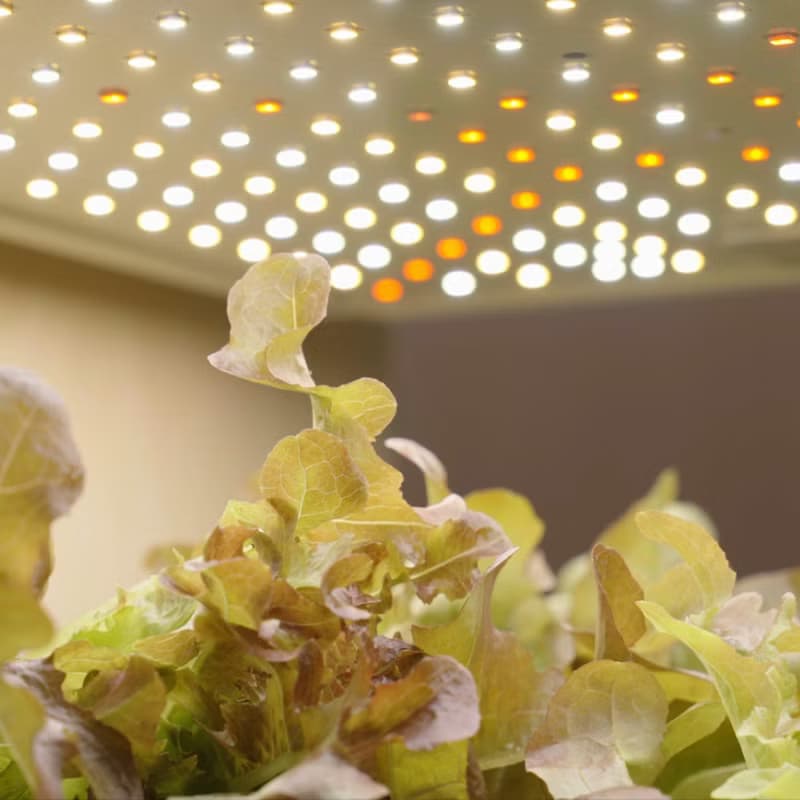 植物燈 Veggroom 45Watt高強度全光譜自動開關LED種植種菜多肉燈