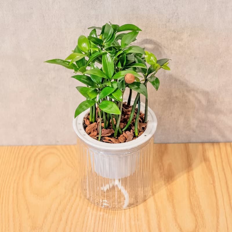 竹柏 免澆水盆栽 室內植物 觀葉植物  禮物 辦公室小物