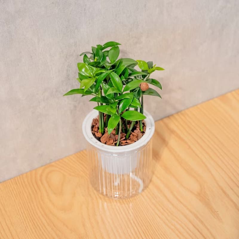 竹柏 免澆水盆栽 室內植物 觀葉植物  禮物 辦公室小物