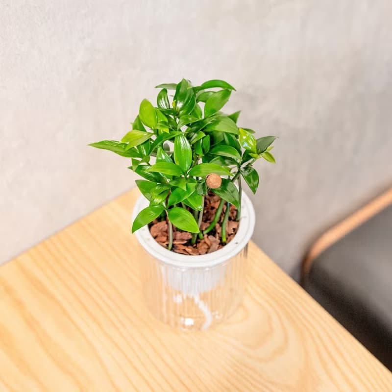 竹柏 免澆水盆栽 室內植物 觀葉植物  禮物 辦公室小物