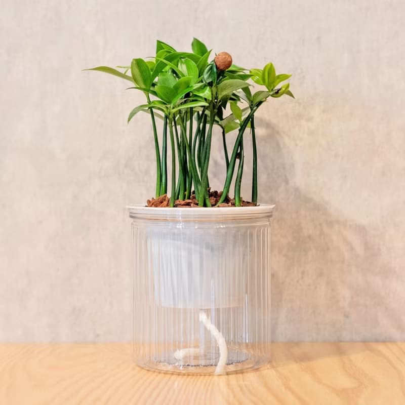 竹柏 免澆水盆栽 室內植物 觀葉植物  禮物 辦公室小物