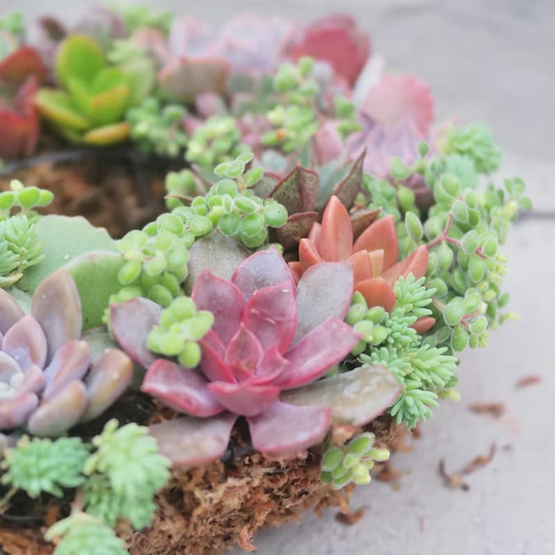 【荳荳多肉】【小花圈聖誕花圈】喬遷│送禮│升遷│多肉植物
