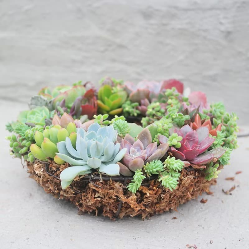 【荳荳多肉】【小花圈聖誕花圈】喬遷│送禮│升遷│多肉植物