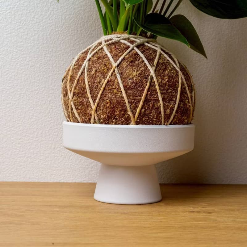 火鶴大苔球 苔球植物 苔玉 室內植物 辦公室植物 交換禮物