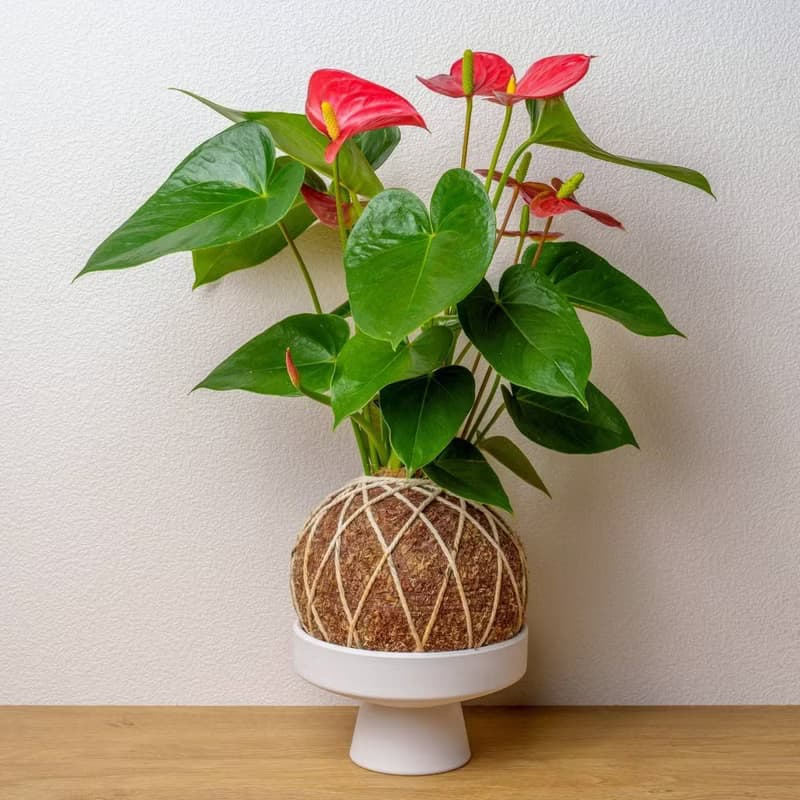 火鶴大苔球 苔球植物 苔玉 室內植物 辦公室植物 交換禮物