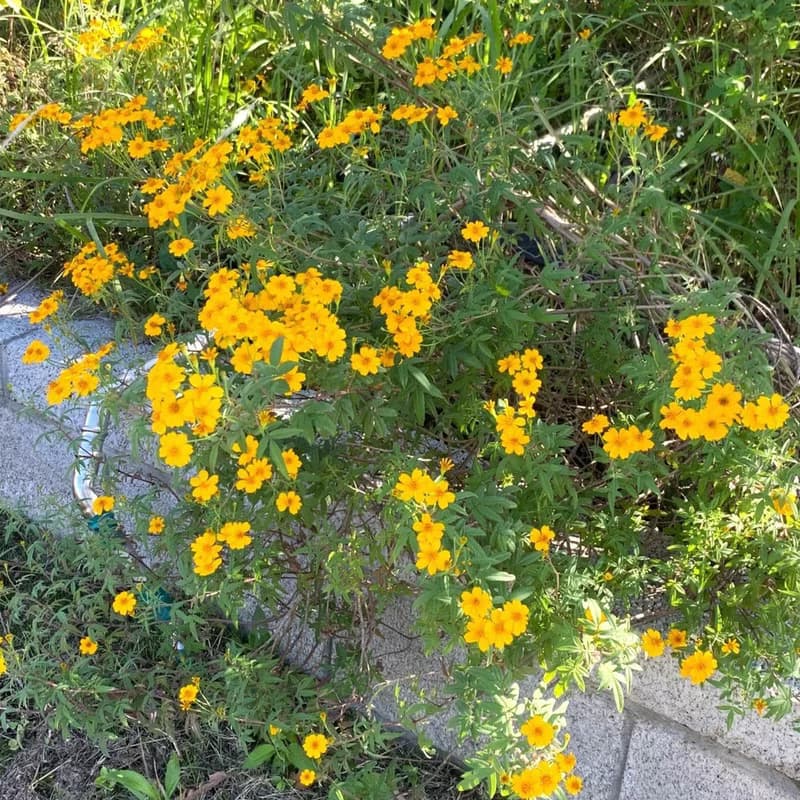 馬鬱蘭花茶包-農園4種無毒香草-馬鬱蘭+土肉桂+芳香萬壽菊+甜菊
