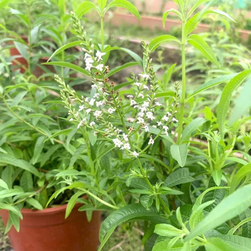 馬鬱蘭花茶包-農園4種無毒香草-馬鬱蘭+土肉桂+芳香萬壽菊+甜菊