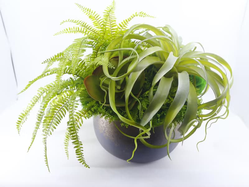 特級擬真空鳳羊齒蕨盆栽 免運專人配送限雙北市 其餘地區需補運費