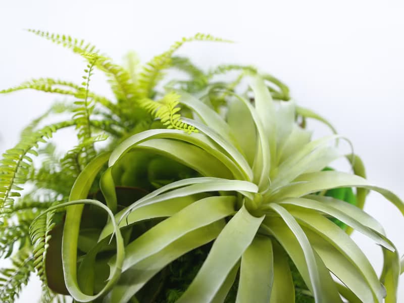 特級擬真空鳳羊齒蕨盆栽 免運專人配送限雙北市 其餘地區需補運費