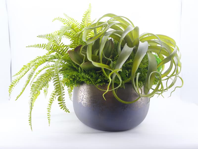 特級擬真空鳳羊齒蕨盆栽 免運專人配送限雙北市 其餘地區需補運費