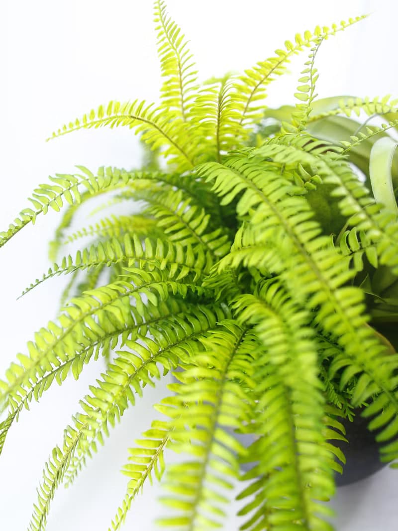 特級擬真空鳳羊齒蕨盆栽 免運專人配送限雙北市 其餘地區需補運費