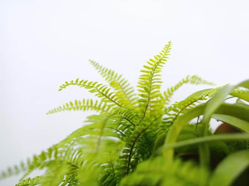 特級擬真空鳳羊齒蕨盆栽 免運專人配送限雙北市 其餘地區需補運費