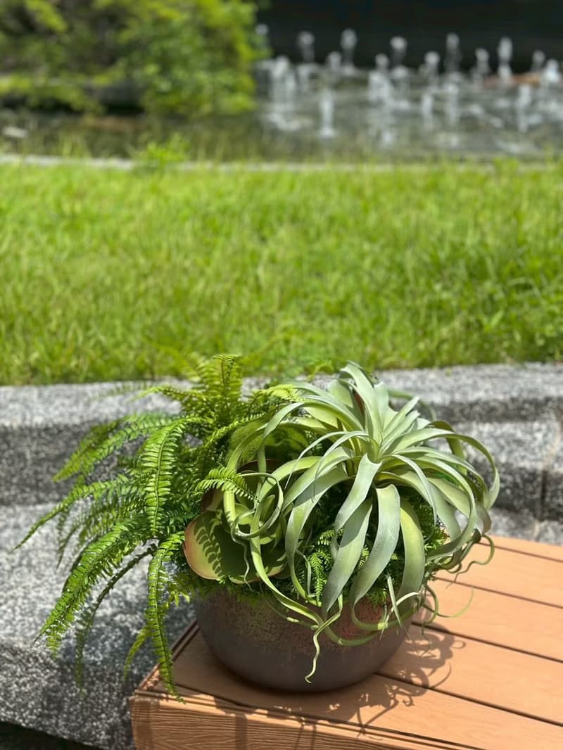 特級擬真空鳳羊齒蕨盆栽 免運專人配送限雙北市 其餘地區需補運費