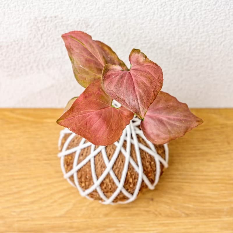 苔球植物 紅蘋果合果芋苔球 苔玉 禮物 送禮 桌上盆栽