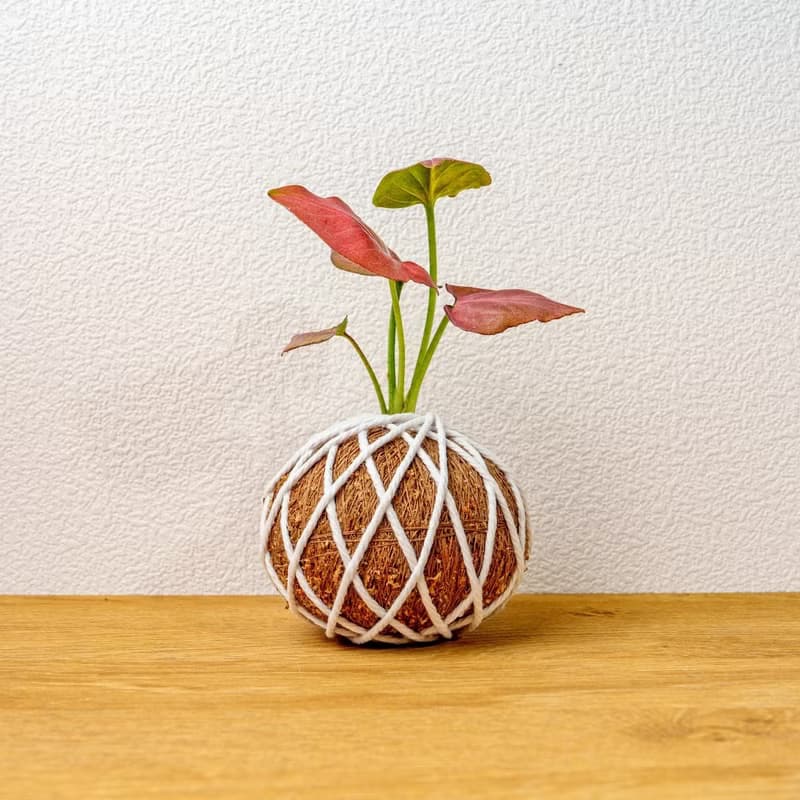 苔球植物 紅蘋果合果芋苔球 苔玉 禮物 送禮 桌上盆栽