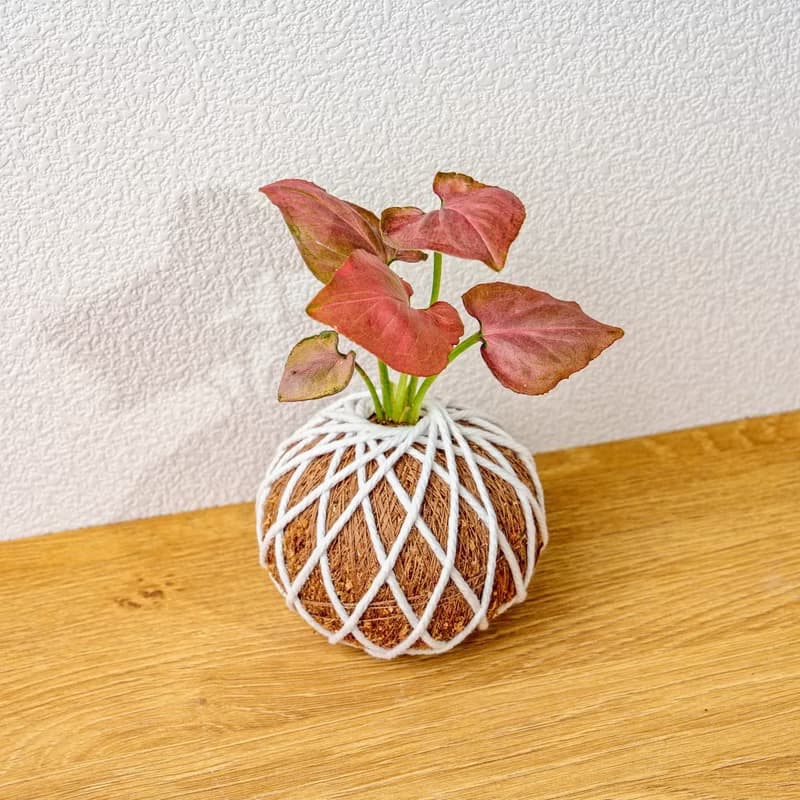 苔球植物 紅蘋果合果芋苔球 苔玉 禮物 送禮 桌上盆栽