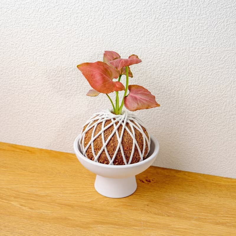 苔球植物 紅蘋果合果芋苔球 苔玉 禮物 送禮 桌上盆栽