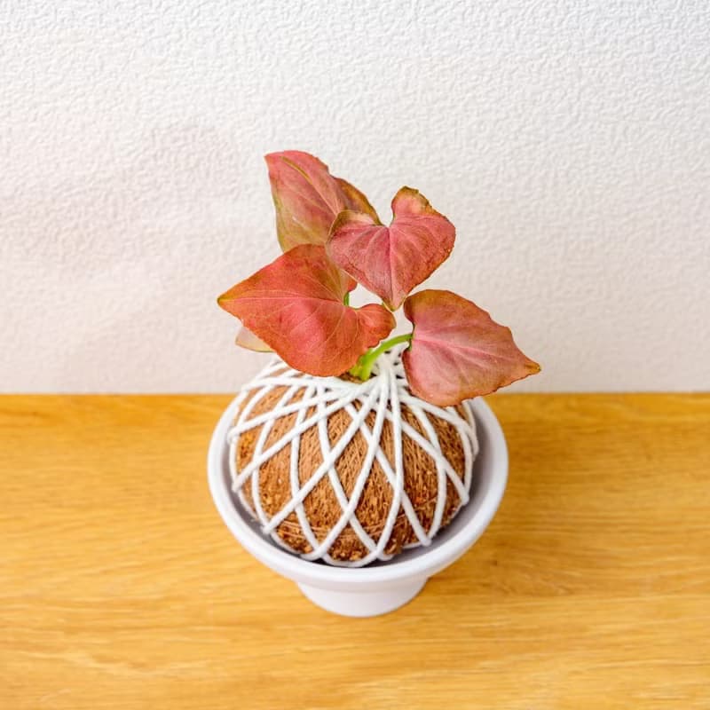 苔球植物 紅蘋果合果芋苔球 苔玉 禮物 送禮 桌上盆栽
