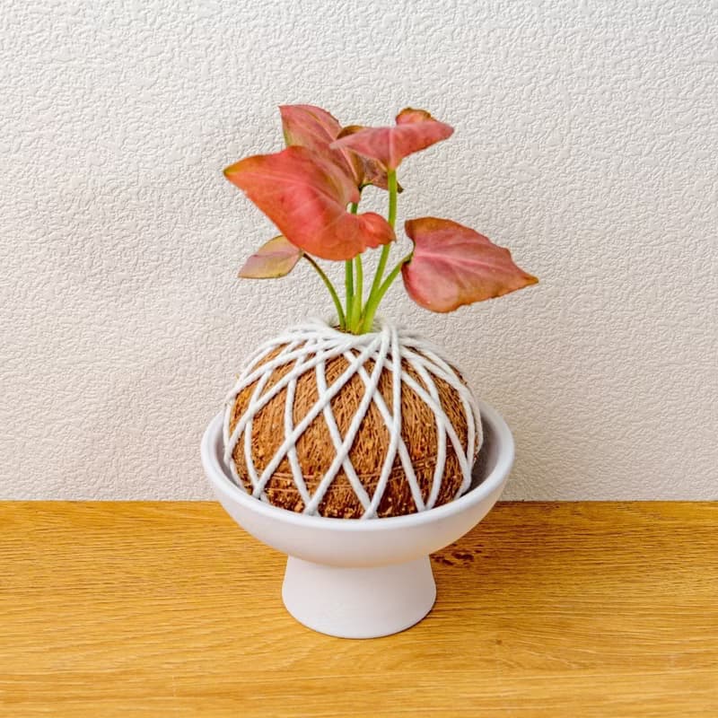 苔球植物 紅蘋果合果芋苔球 苔玉 禮物 送禮 桌上盆栽