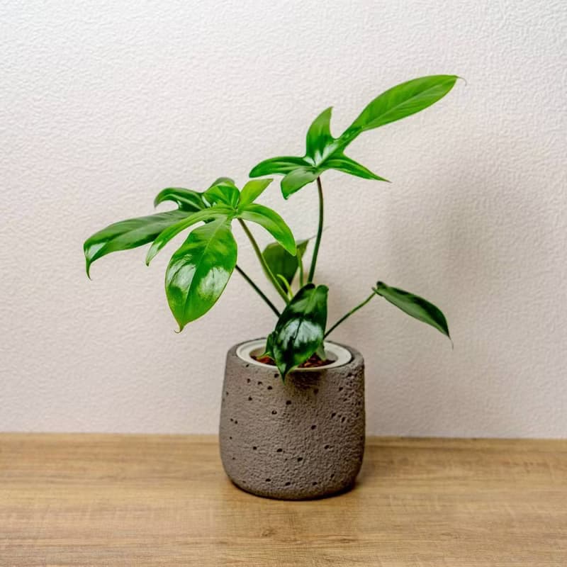 龍爪蔓綠絨懶人盆栽加圓點灰小水泥盆 套盆 開幕盆栽推薦