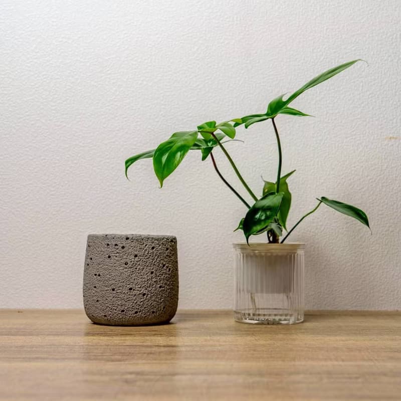 龍爪蔓綠絨懶人盆栽加圓點灰小水泥盆 套盆 開幕盆栽推薦