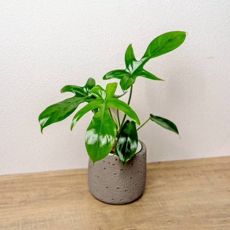 龍爪蔓綠絨懶人盆栽加圓點灰小水泥盆 套盆 開幕盆栽推薦