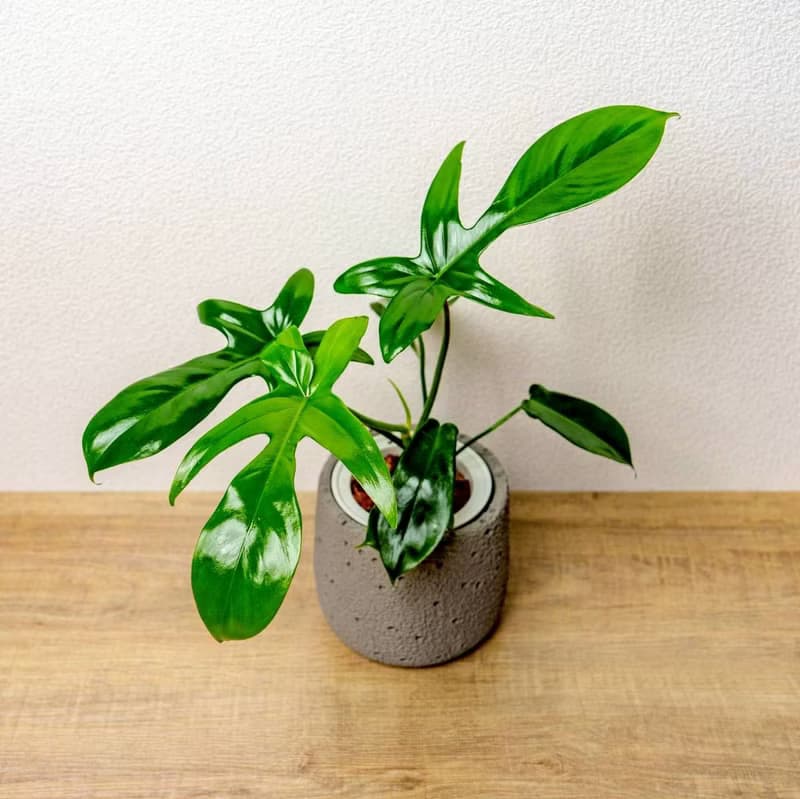 龍爪蔓綠絨懶人盆栽加圓點灰小水泥盆 套盆 開幕盆栽推薦