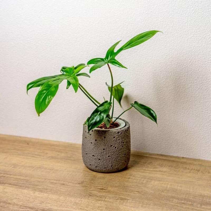 龍爪蔓綠絨懶人盆栽加圓點灰小水泥盆 套盆 開幕盆栽推薦